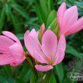 SCHIZOSTYLIS coccinea 'Viscountess Byng' 