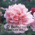 PAEONIA suffruticosa 'Snow Face Peach' 
