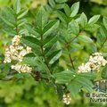 SORBUS reducta  