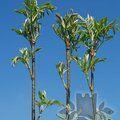 SORBUS aucuparia 'Aspleniifolia' 