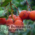 SORBUS aucuparia 'Edulis' 