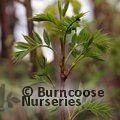 SORBUS commixta  