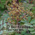 SORBUS forrestii  