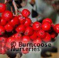 SORBUS aucuparia 'Fructo Luteo' 