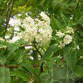 SORBUS 'Golden Wonder'  