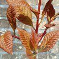 SORBUS megalocarpa  