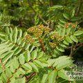 SORBUS 'Pearly King'  