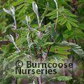SORBUS x thuringiaca 'Fastigiata'  