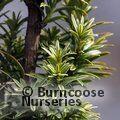TAXUS baccata 'Ivory Tower' 