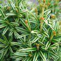 TAXUS baccata 'Icicle' 