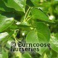 TILIA x euchlora  