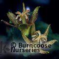 Tricytris 'Yellow Sunrise'