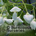 WISTERIA venusta  