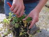August Herbaceous tips