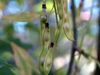 August woodland tips