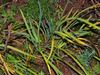 November Herbaceous Tips