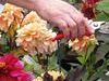 September  herbaceous Tips