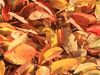 December herbaceousTips