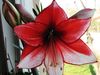 January Greenhouse tips