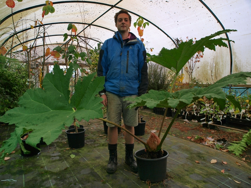 Gunnera - Care Guide - Burncoose Nurseries