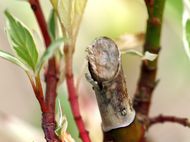 Cut back cornus