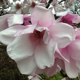 Magnolia bloomometers herald the start of spring!