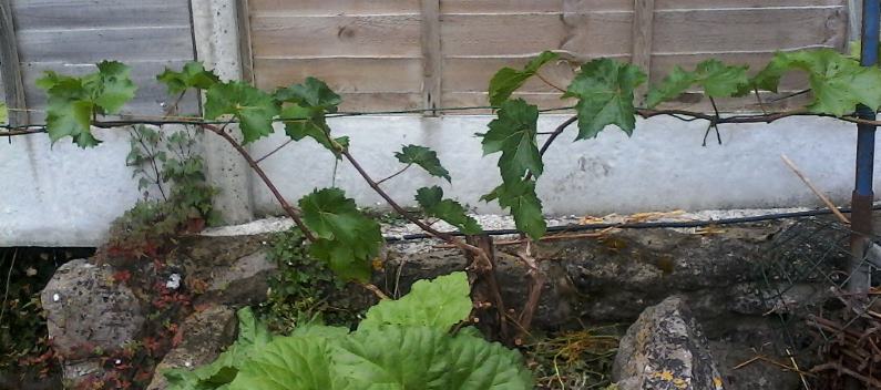 One year growth on old re-pruned vine.