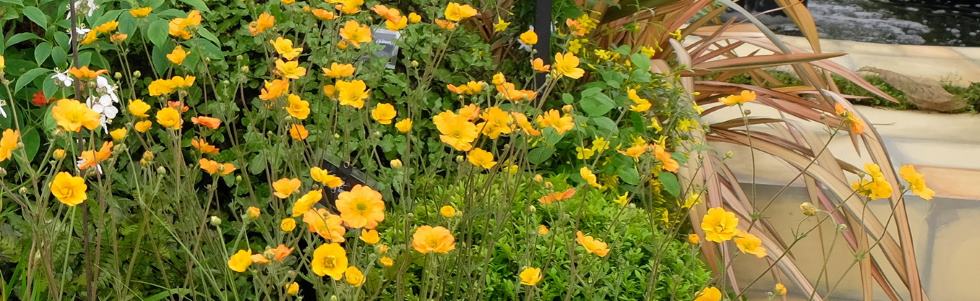 Geum 'Totally Tangerine'