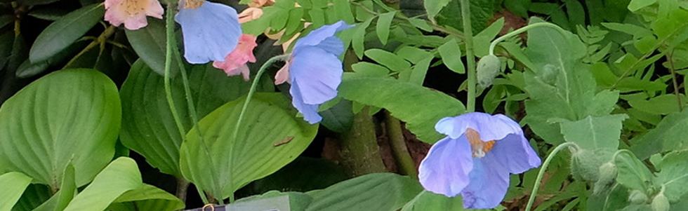 Meconopsis baileyi