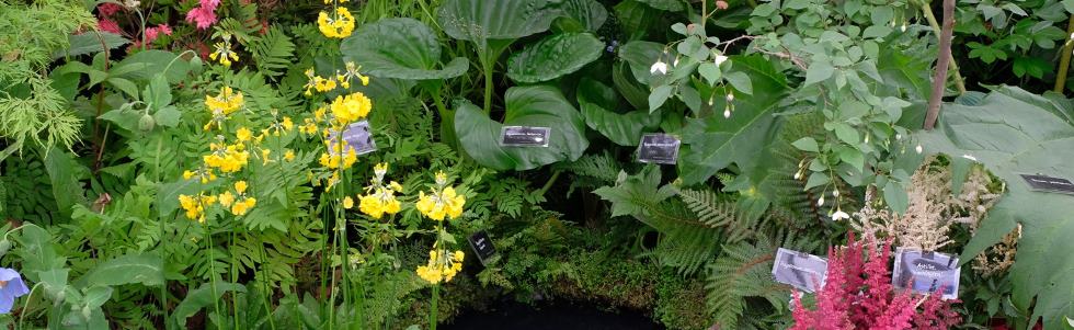 Candelabra Primulas