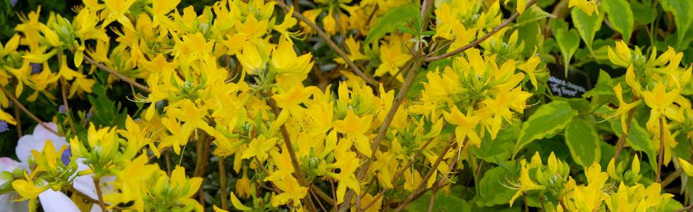 Azalea pontica