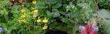 Candelabra Primulas
