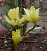 yellow magnolias