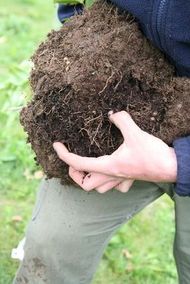 Loosen the soil around the plant root ball to expose the roots.
