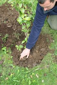 Fill carefully around the plant with your soil and compost mix