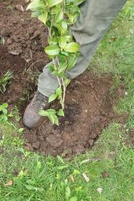 Carefully using your heel firm the soil around the plant