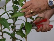 Pruning Liliums