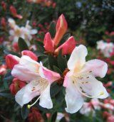 The'Smellies' Rhododendrons