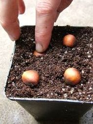 3  Camellia seed inserted into a tray or pot.