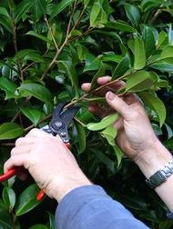 1 How to take a camellia cutting from the plant.