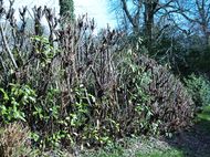 Laurel hedge