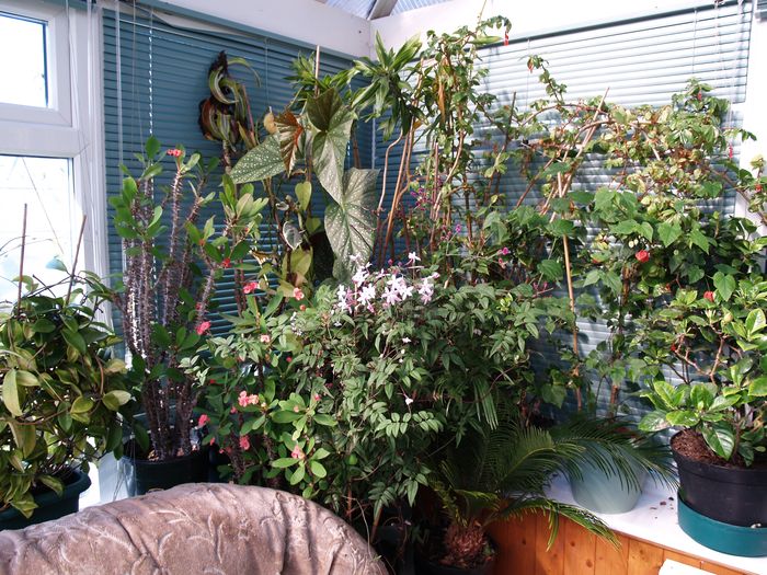 Burncoose Nurseries March Conservatory & Greenhouse Tips