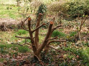  hard pruning a camellia