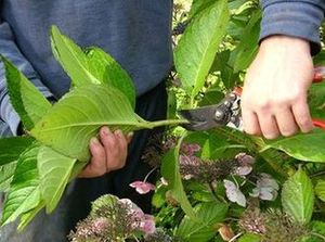 taking hydrangea cutting from plant
