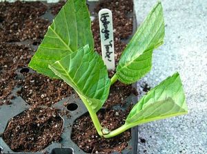 8. cutting planted in cell tray