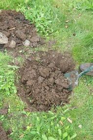 Dig a hole, at least twice the size of the plant you are planting