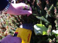 clipping heathers with hand trimmers
