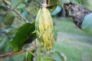 Unripe Magnolia globosa seed 