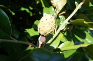 Unripe Magnolia grandiflora seed 