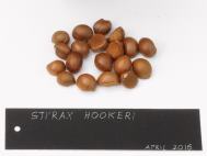 Ripe Styrax hookeri  seed 